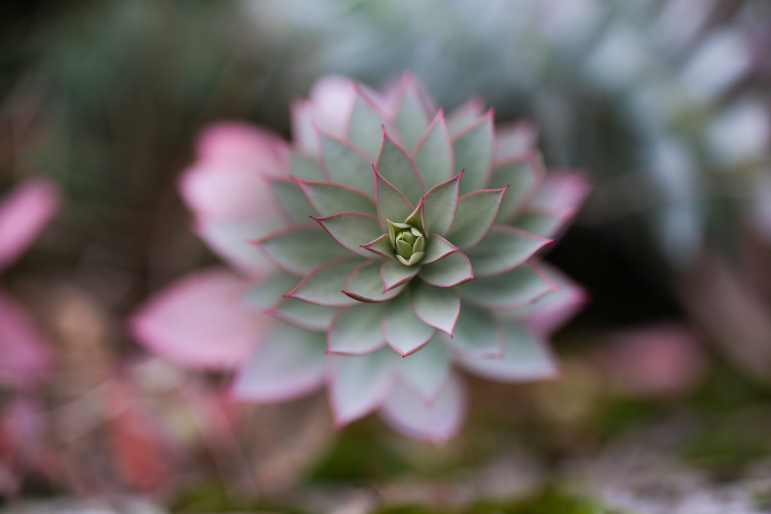 plante_grasse2