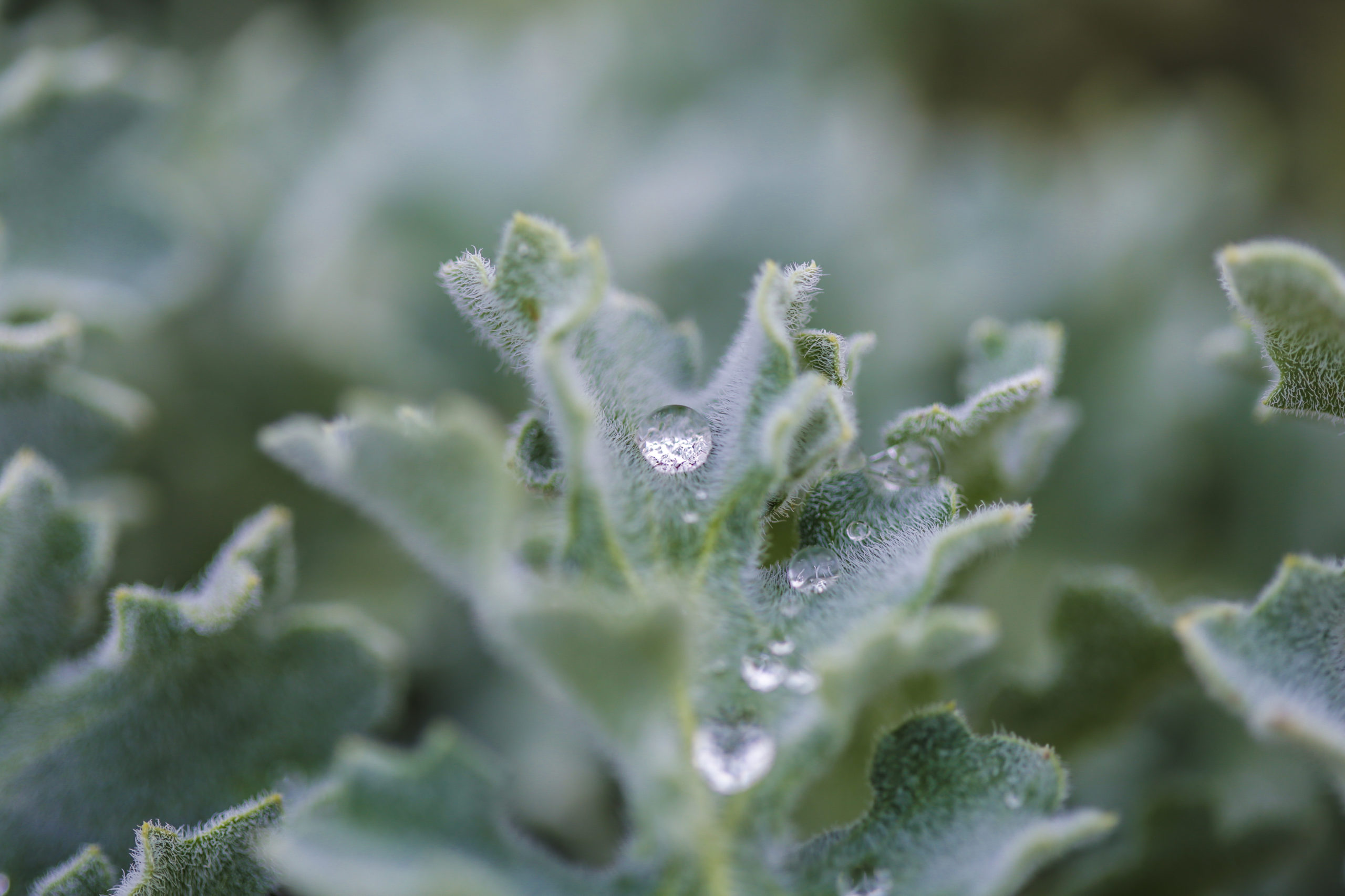 goutte_grasse