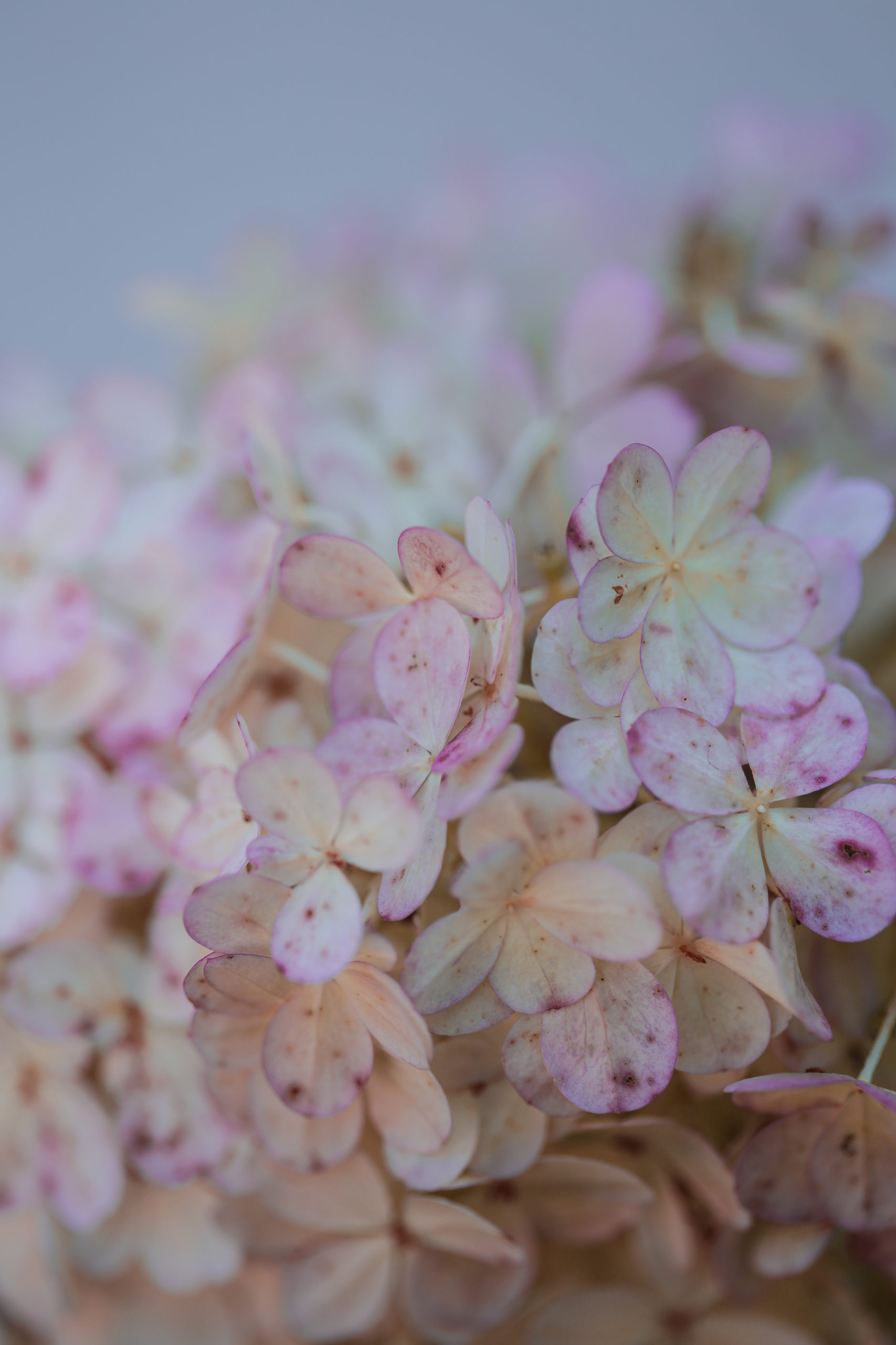 fleur3