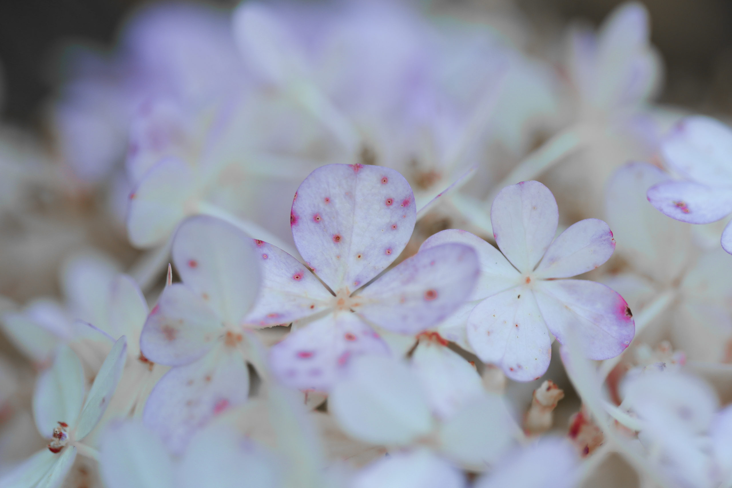 fleur6